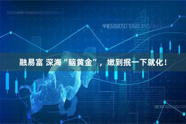 融易富 深海“脑黄金”，嫩到抿一下就化！